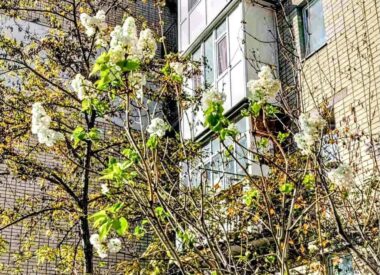 На херсонском Острове зацвела сирень